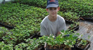 Klady a zápory pěstování sazenic jahod v kazetách, specifika péče