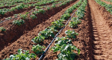 Klady a zápory pěstování brambor metodou mittlider, jak správně zasadit