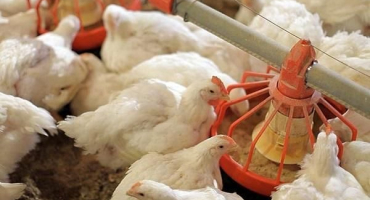 Z jakých důvodů si kuřata navzájem klují do peří, co dělat a co ptákům chybí