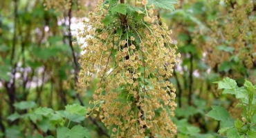 Z jakých důvodů rybíz nekvete a neplodí a co s tím