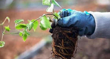 Z jakých důvodů plamének nekvete a způsoby řešení problému