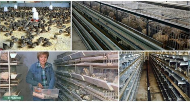 Jak uspořádat mini křepelčí farmu vlastníma rukama doma