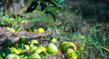 Z jakých důvodů jablka padají a jak se s tím vypořádat?