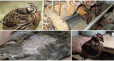 Z jakých důvodů do sebe křepelky klují až k léčbě krve a kanibalismu