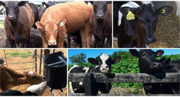 Z jakých důvodů telata desky ohlodávají a co jim chybí, prevence