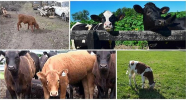 Proč telata někdy žerou půdu a co dělat