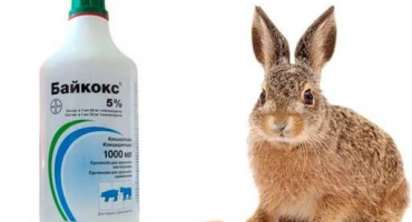 O použití bikeboxu pro králíky, složení a trvanlivosti