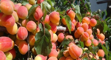 Proč meruňka kvete, ale nenese ovoce, důvody a co s tím dělat