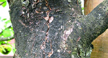 Proč kmen jabloně zčerná a větve uschnou, jak strom vyléčit a co dělat