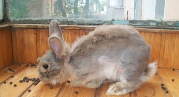 Proč se dekorativní králíkárna, typy srsti mění a pečuje