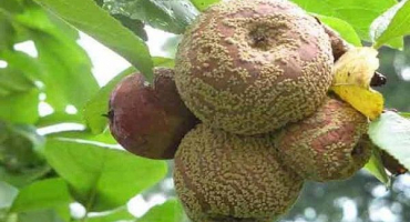 Proč jablka hnijí přímo na stromě, co dělat a jak bojovat