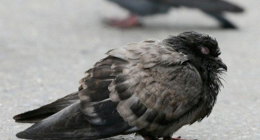 Proč holubi onemocní kokcidiózou a jak je léčit?