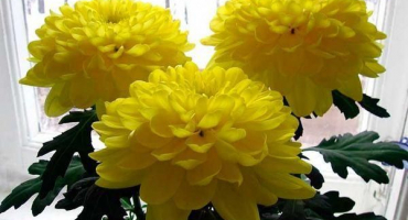 Proč chryzantémy nekvetou venku, jak proces urychlit