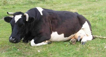 Proč kráva nežvýká žvýkačku?