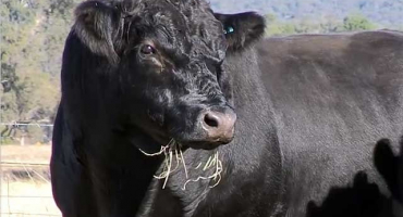 Proč se kráva potí?