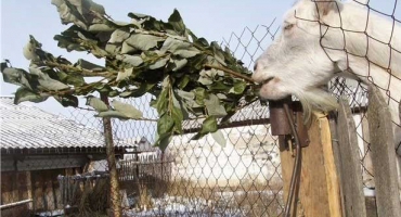 Proč koza po jehnici špatně žere a dává málo mléka??