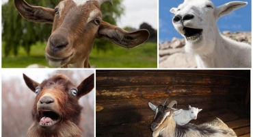 Proč koza neustále křičí a jak účinně odnaučit zvíře od křiku