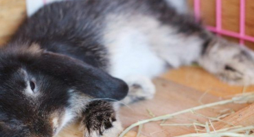 Proč králík naklání hlavu na stranu