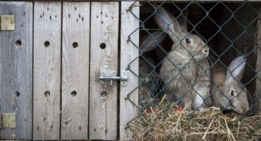 Proč králíci ohlodávají klece a co s tím