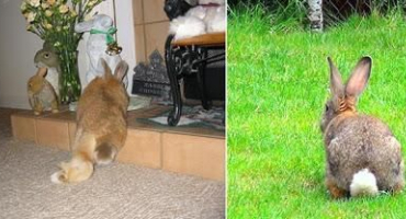 Proč si králíci někdy klepou zadní nohy a jak odstranit příčiny