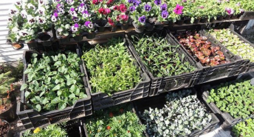 Proč zakoupené rostliny špatně zakořeňují a jak se tomu vyhnout?