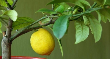 Proč citron nekvete a nenese ovoce a co dělat
