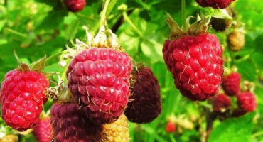 Proč jsou maliny kyselé?