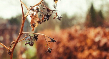 Proč maliny suché: hlavní důvody a metody řešení problému