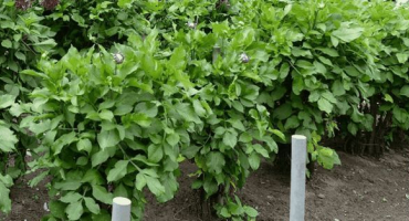 Proč jiřiny nemusí kvést a jaké jsou důvody, co dělat a pravidla pro péči o keře