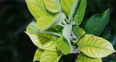 Proč se na jablkách objevují černé tečky a co dělat?