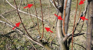 Proč se na jabloni objevují vrcholky a kdy je třeba je řezat, prevence a co dělat