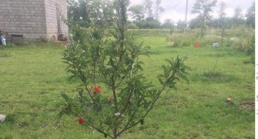 Proč jabloň po výsadbě neroste na místě do výšky a co dělat