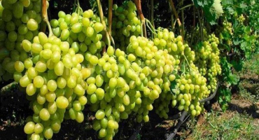 Proč hrozny nekvetou a neplodí a co dělat, preventivní opatření