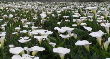 Proč kala nekvetou venku a co dělat, jak je rozkvést