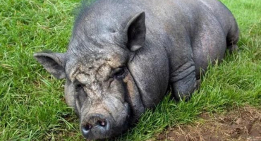 Proč prasnice nejí: špatné krmivo, nedostatek vitamínů, stres nebo nemoc?
