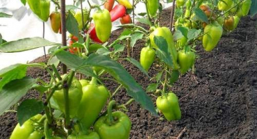 Proč papriky po výsadbě nerostou v otevřeném skleníku a co je třeba udělat