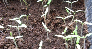 Proč rajčata neraší a rostou pomalu, co dělat