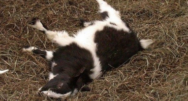 Proč některé kozy omdlévají, když se bojí??