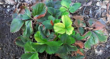 Proč některé keře jahodníku neplodí nebo dokonce nekvetou a co dělat