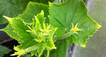 Proč okurky kvetou, ale nesvazují: co dělat, jak stříkat a zpracovávat