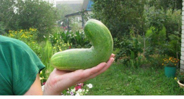 Proč mohou okurky háčkovat ve skleníku a na poli, co jim chybí