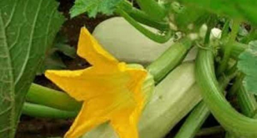 Proč vaječníky cukety klesají a žloutnou, co je třeba udělat