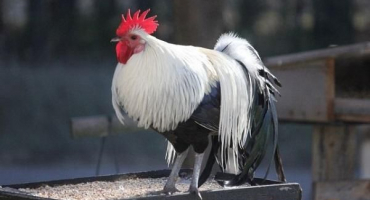 Proč kohouti ráno kokrhají a důvody chybějícího kokrhání