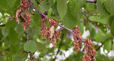 Proč plody třešně na stromě zčervenají a uschnou a co je třeba udělat