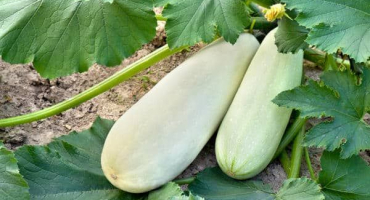 Proč cukety rostou špatně a žloutnou na otevřeném poli, co dělat, léčba