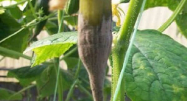 Proč okurky rostou špatně na otevřeném prostranství a ve skleníku, co dělat