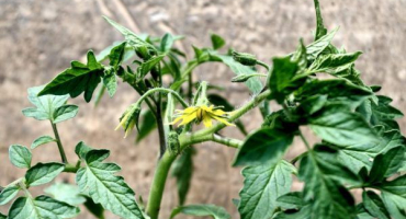 Proč se rajčata vykrmují ve skleníku