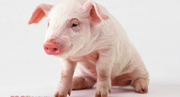 Proč se prasátko nepostaví na zadní a jak s nimi zacházet?