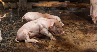 Proč selata kašlou?