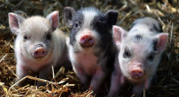 Proč selata nežerou?